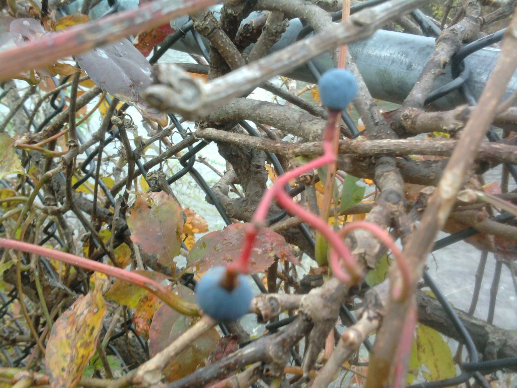2010-10-06 16.10.21